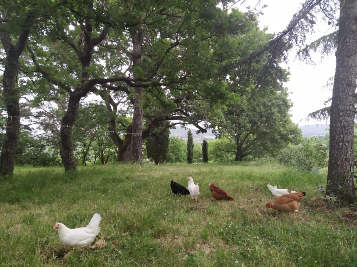 Agriturismo La Villetta 산 로렌조 누보 외부 사진
